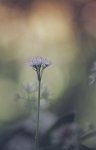 22 - AILUM URSINUM - BOUSSEMAERE CLAUDE - belgium <div